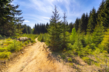 Sandy road through a meadow in a dense spruce forest