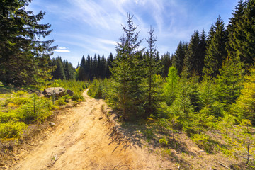 Fototapeta na wymiar Sandy road through a meadow in a dense spruce forest