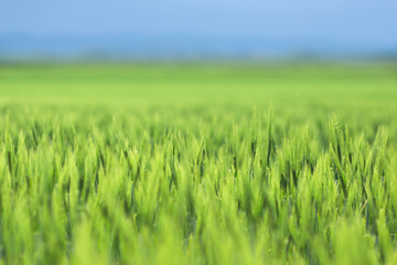 Young green barley on the field background, green backdrop blue sky,  banner copy space
