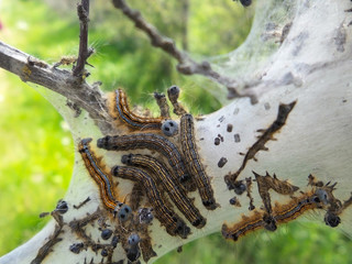 Ringelspinner, Malacosoma neustria