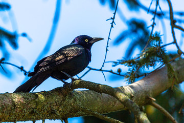 Black Birds