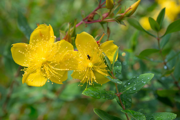 Hypericum perforatum flowers close up