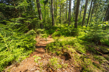 Fototapeta premium In the middle of a deep forest among blueberry bushes