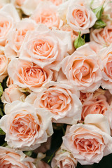 Large buds of half-blown pastel roses of a rare variety close-up. Floral bouquet decoration.