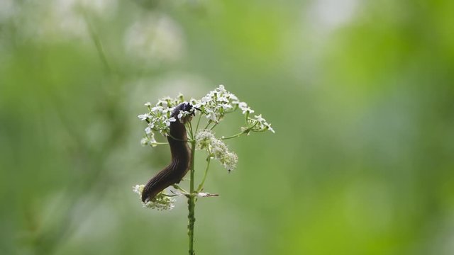A Dusky Slug (Arion fuscus) eating wildflowers after climbing the stem