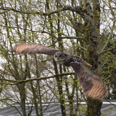 Eagle Owl in flight