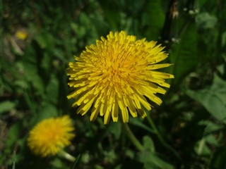 yellow dandelion flower © Weronika