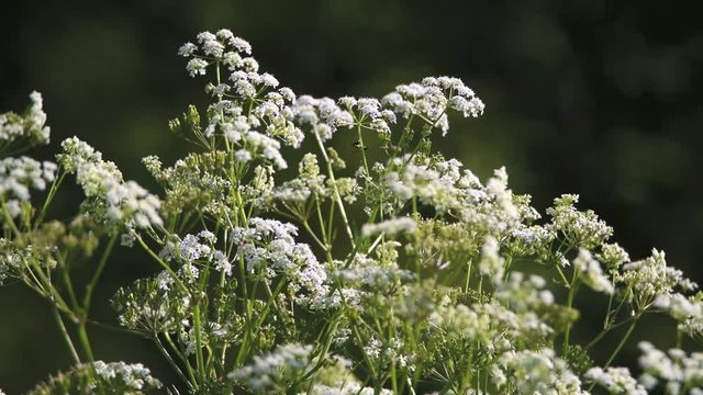 Stem sawflies and other insects buzzing on white wild chervil flowers