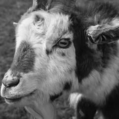 Goat Face BW