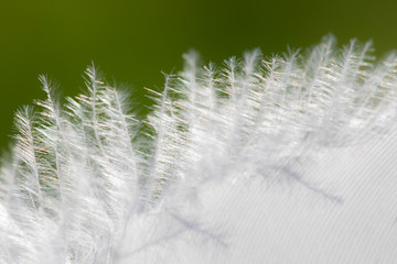 Detail of bird feather, small feather bristles