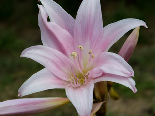Pink lily macro details
