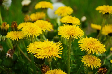 Macro Photo of a dandelion plant. Dandelion plant with a fluffy yellow bud. Yellow dandelion flower growing in the ground. Dandelion with plant Lamium purpureum