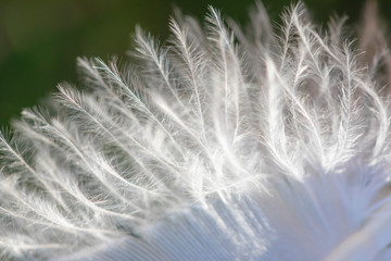 Detail of bird feather, small feather bristles