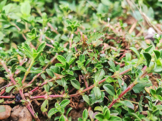 selective focus on green plant leaves