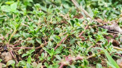 selective focus on green plant leaves