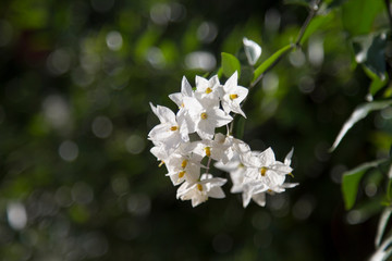 White jasmine flowers.