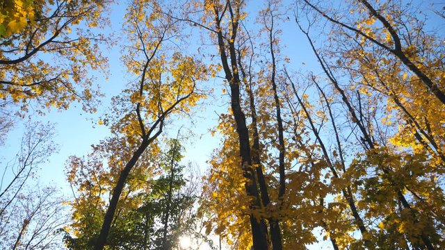 View to tree tops with yellow maple leaves. Colorful dry foliage slowly falling at sky background. Beautiful fall season. Slow motion Low angle view