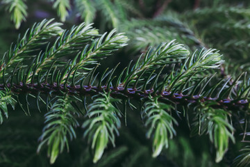 Pine tree leaf or fern leaf in dark forest tone.