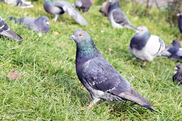 City dove (Columba livia).