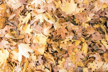 Autumn leaves background.