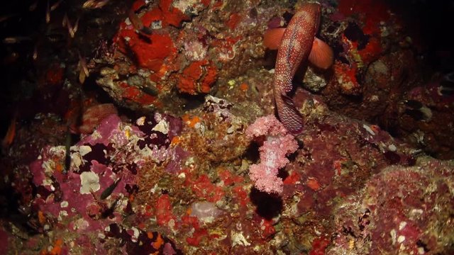 A coral grouper or plectropomus leopardus was escaping on reef
