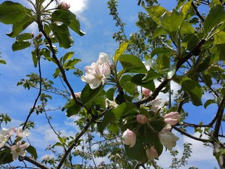 branch of a blossoming apple tree on a background of blue sky