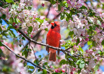 Cardinal in flowers