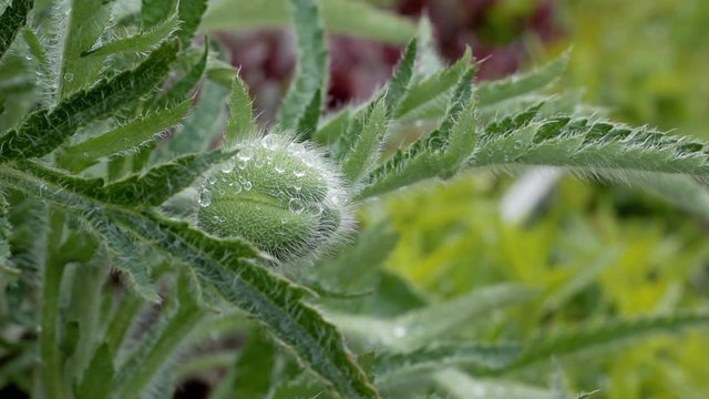 an unopened poppy buto in raindrops sways in the wind. 