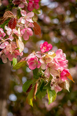 pink and white flowers