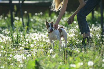
The owner holds the dog by the collar. The dog stands in the grass