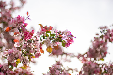 pink cherry blossom