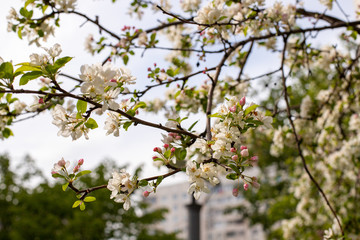 apple white flowers in spring
