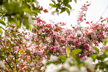 pink cherry blossom in spring