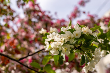 apple tree blossom