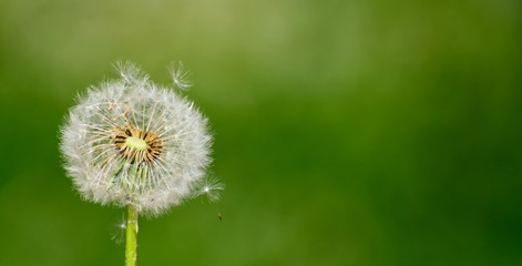 
A fluff flies from a dandelion, which is caught on other fluff
