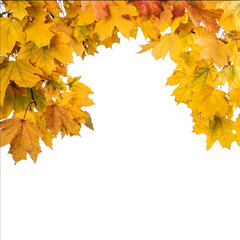 Frame of fallen maple leaves on white background.
