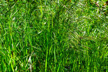 long green grass