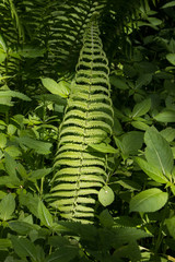 Farne in einem verzauberten Wald