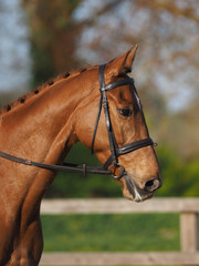 Obraz premium Chestnut Horse Headshot