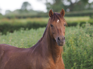 Obraz premium Welsh Pony Headshot