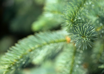 close up of a pine needles