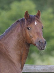 Fototapeta premium Bay Pony Headshot