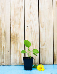 Gardening tools, watering, seeds, plants and soil. Potted flowers on wooden background