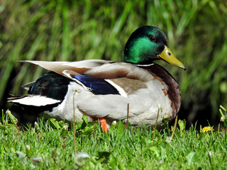 ptak kaczka krzyzowka zyjaca w dolinie rzeki biala w miescie bialystok na podlasiu w polsce © Jacek Sakowicz
