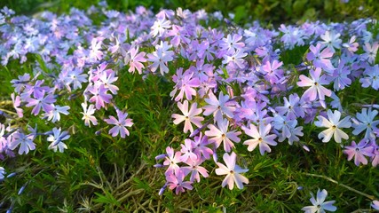 Beautiful flowers Phlox subulata in the garden. Emerald Cushion Blue. Lavender purple color. Carpet of colour during spring. Gardening background. Evergreen foliage. Floral cultivars, selection.
