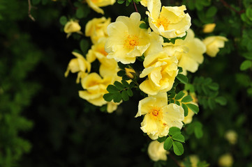 branch of a rose bush with yellow flowers