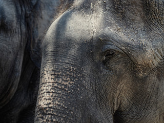 Fototapeta premium Elephant portrait
