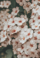 Small blooming white pink flowers as vertical retro vintage  floral botanical pattern background backdrop texture toned in gentle colors tones