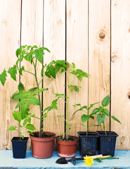 Gardening tools, watering, seeds, plants and soil. Potted flowers on wooden background