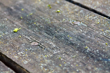 Two rusty nails in old weathered wooden plank with lichen